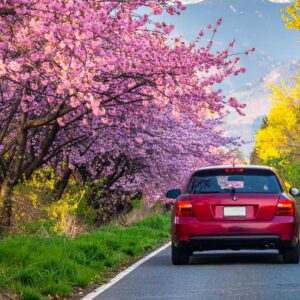 春のドライブで疲れる原因｜花粉・混雑・ストレスを軽くする考え方